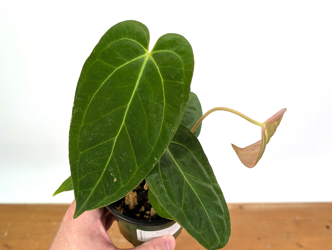 Anthurium Silver Blush x Papillilaminum