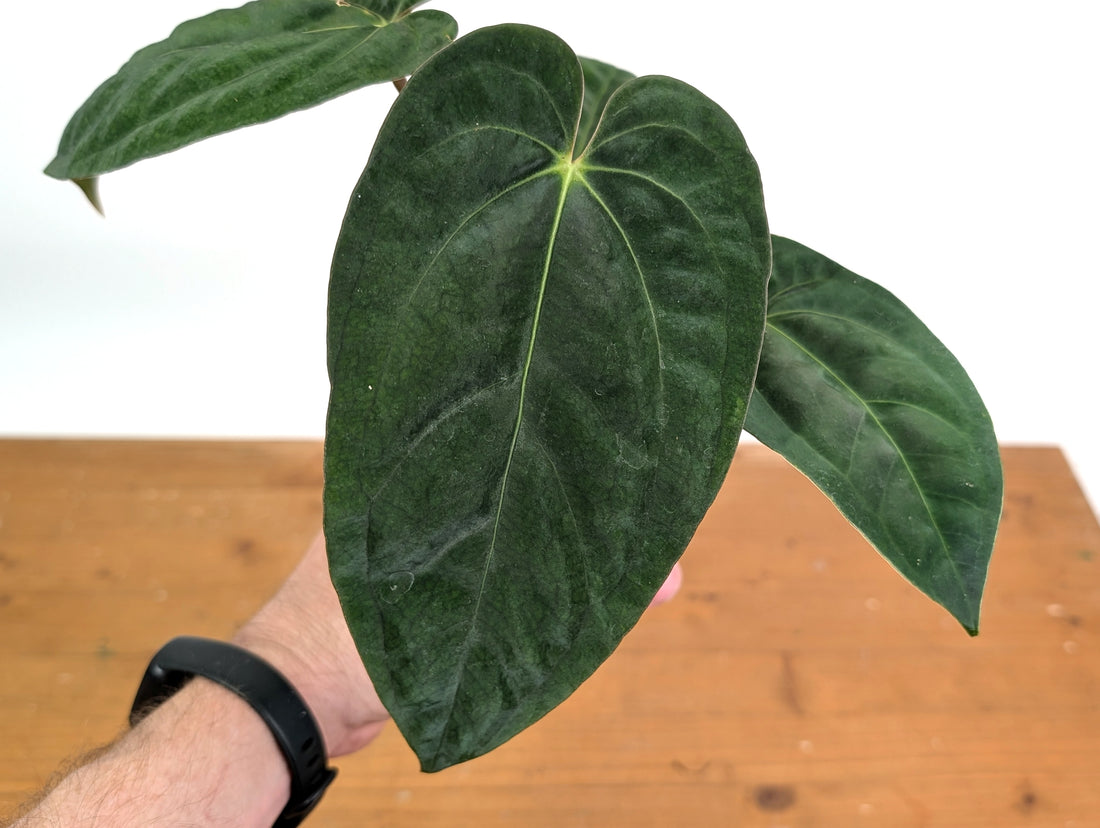 Anthurium Crystallinum x Besseae x Papillilaminum