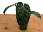 Anthurium Crystallinum x Besseae x Papillilaminum