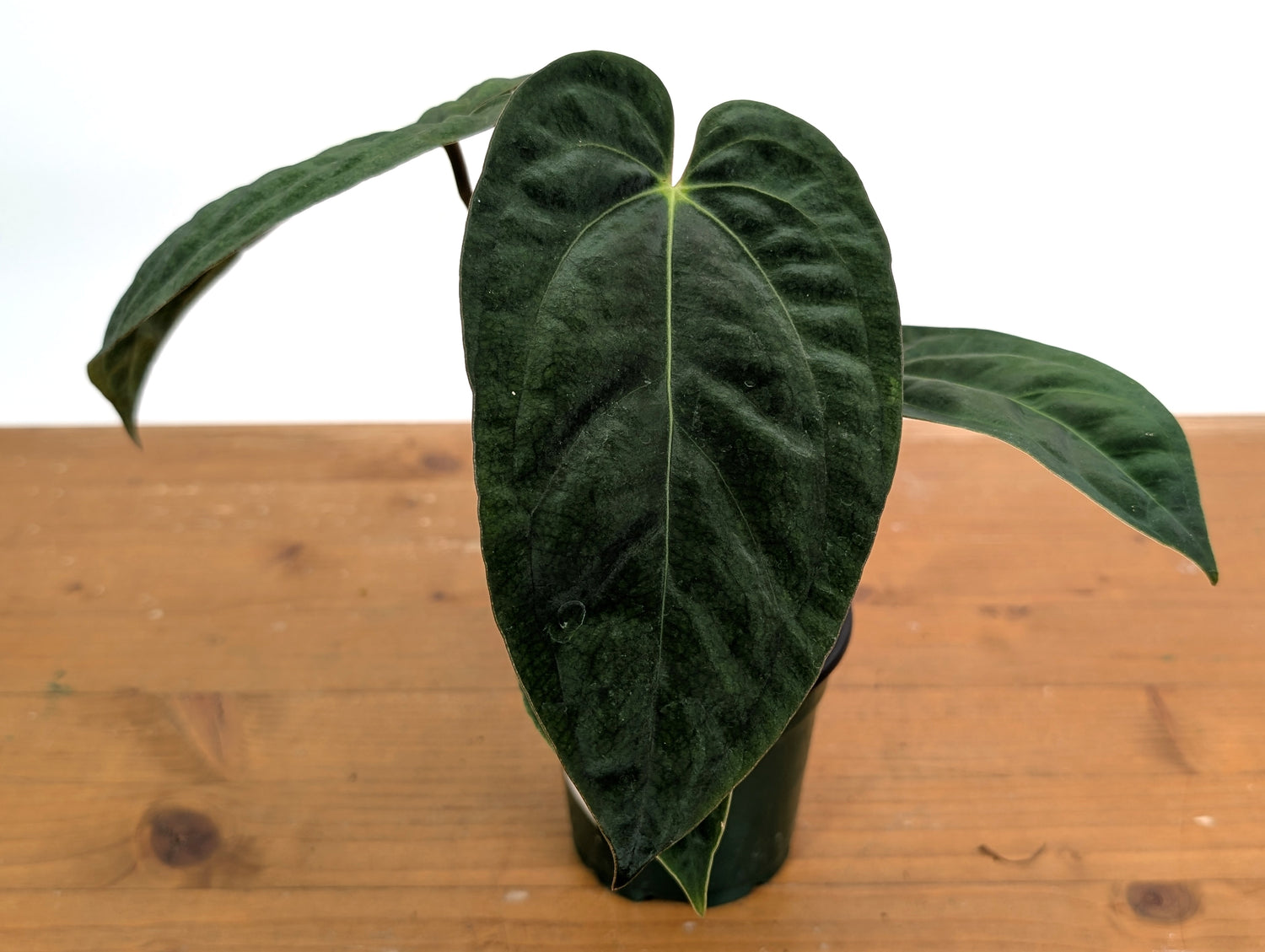 Anthurium Crystallinum x Besseae x Papillilaminum