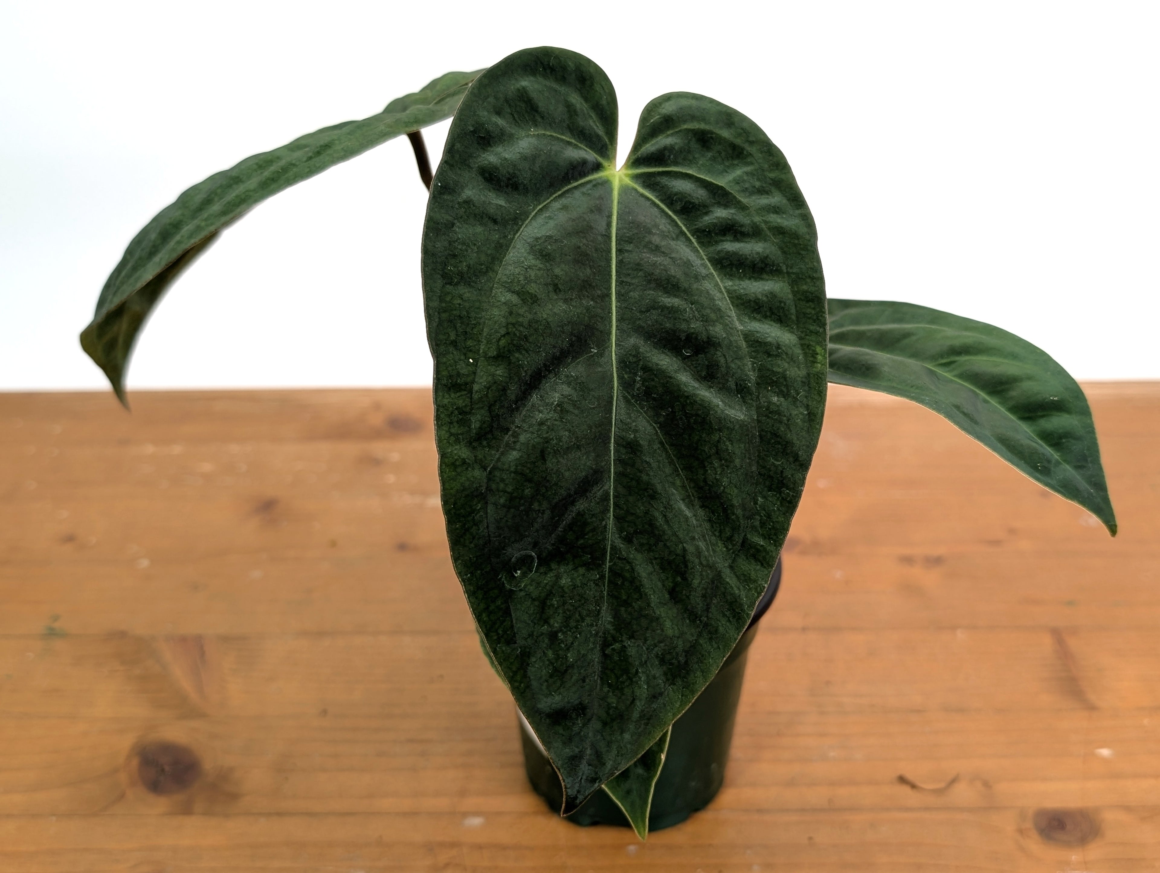 Anthurium Crystallinum x Besseae x Papillilaminum