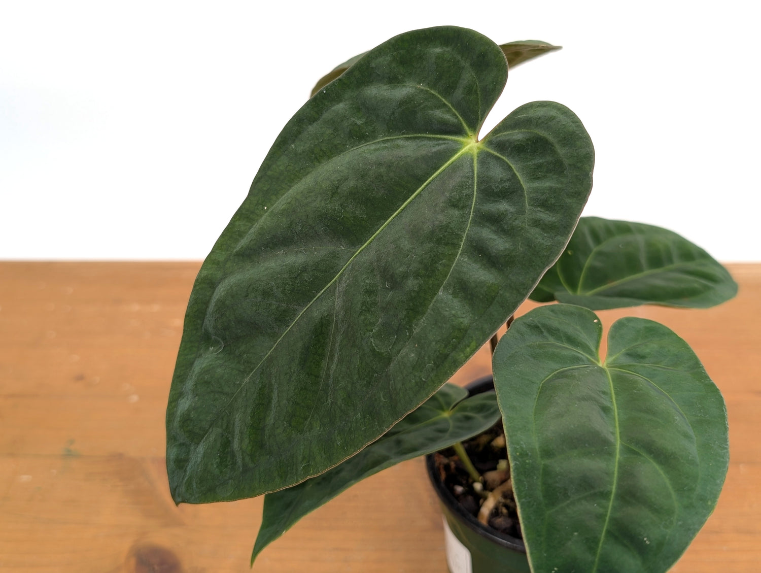 Anthurium Crystallinum x Besseae x Papillilaminum