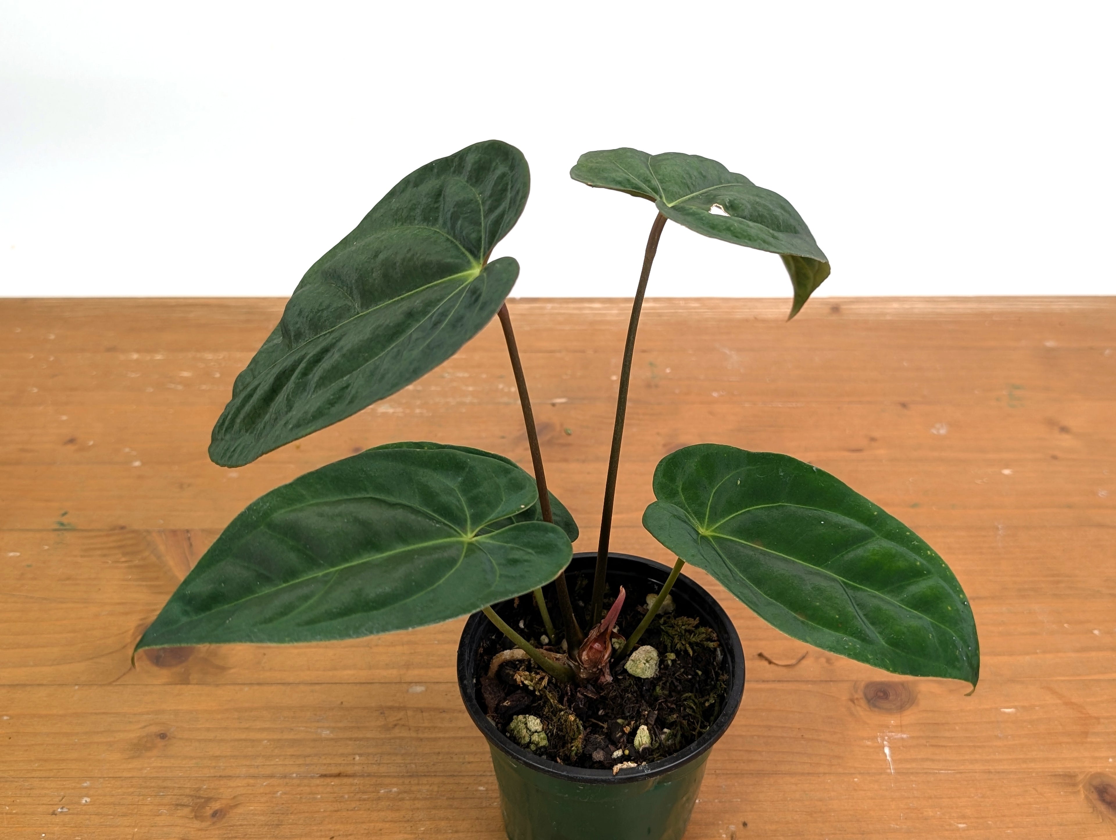 Anthurium Crystallinum x Besseae x Papillilaminum