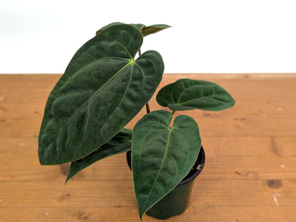 Anthurium Crystallinum x Besseae x Papillilaminum
