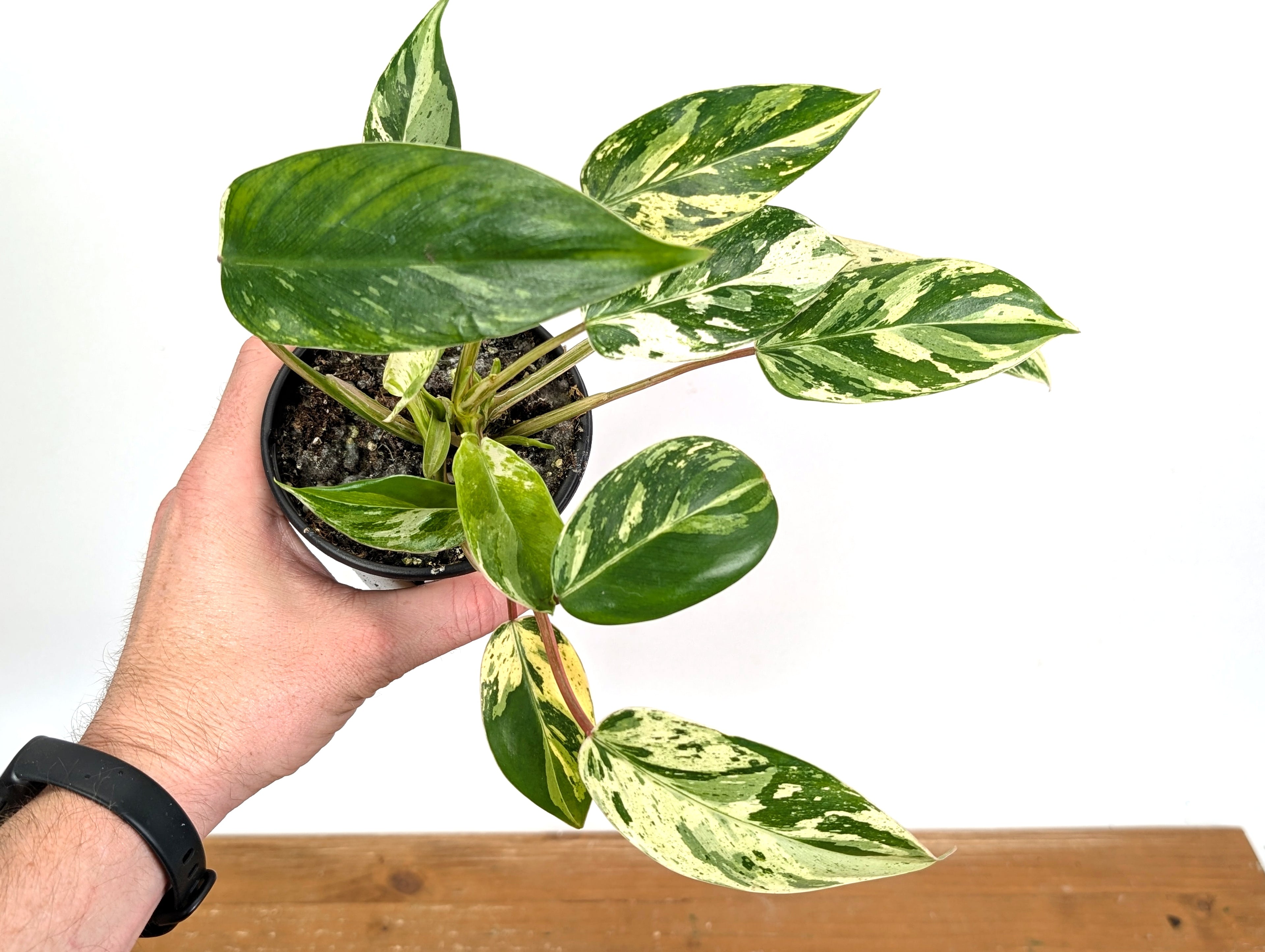 Philodendron Emerald King