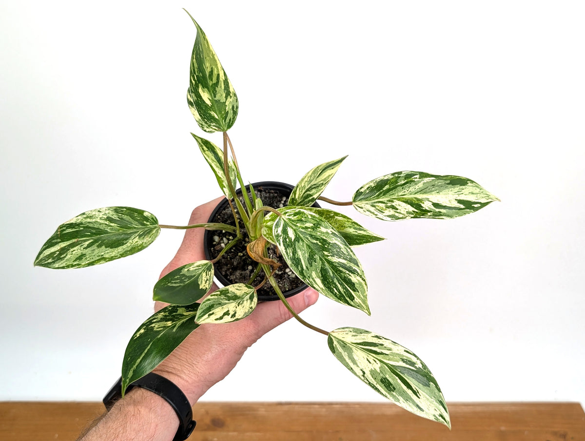 Philodendron Emerald King