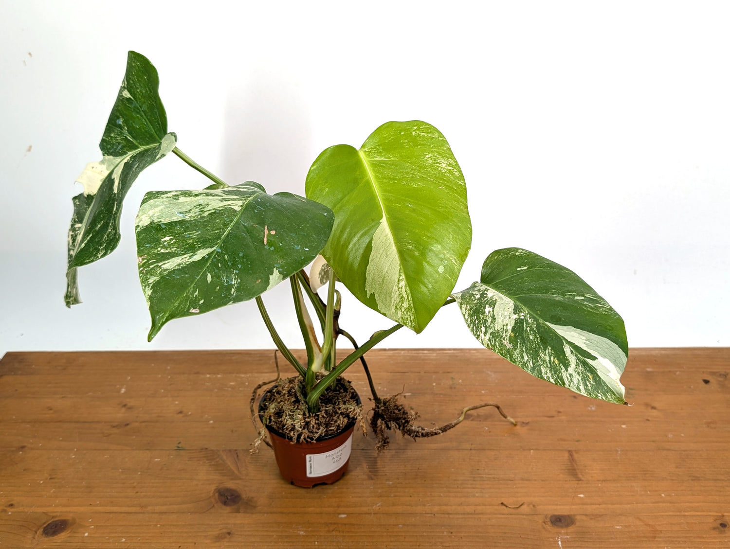 EXACT Monstera Albo Borsigniana - 4 Inch Pot 