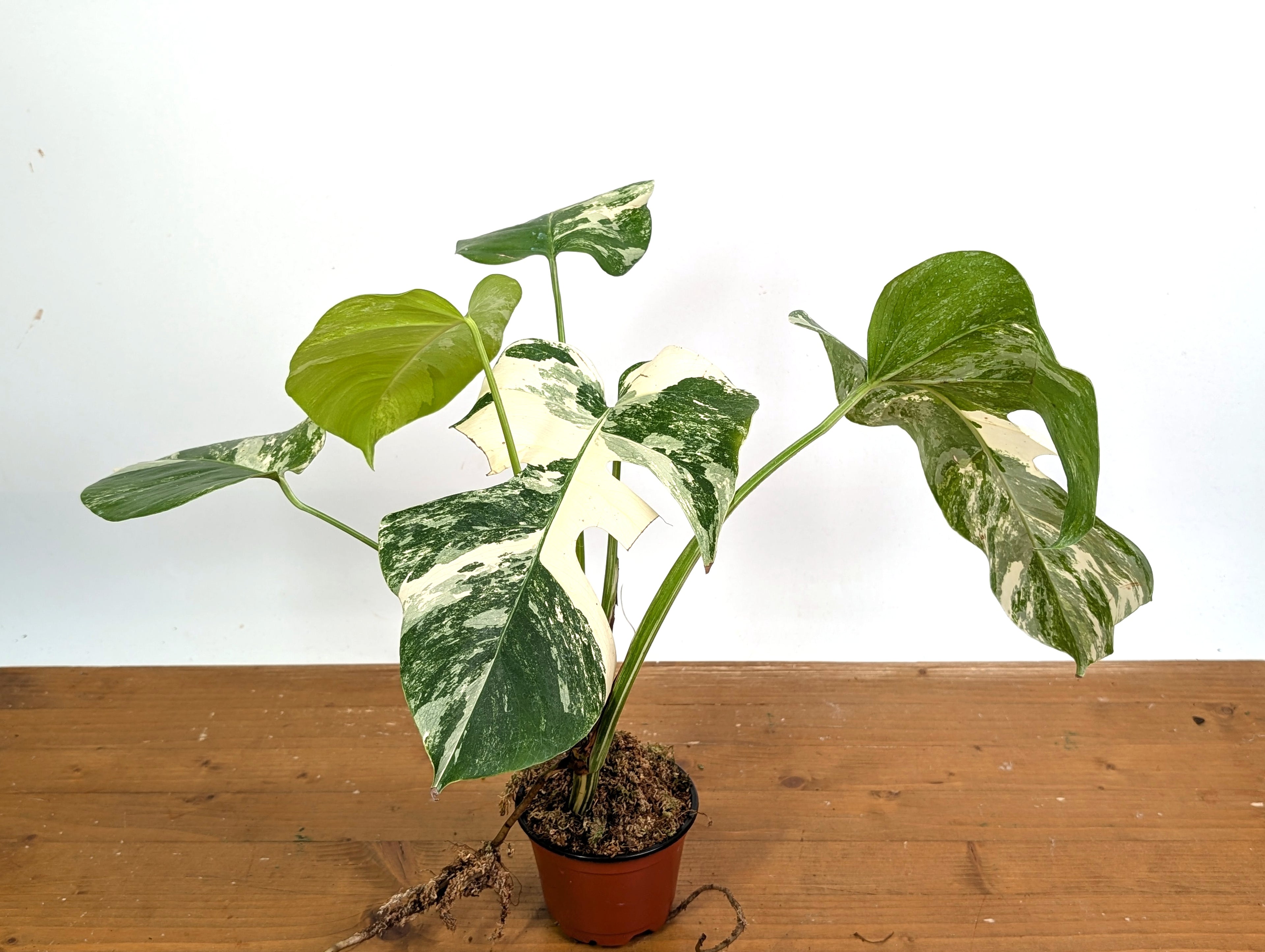EXACT Monstera Albo Borsigniana - 4 Inch Pot 