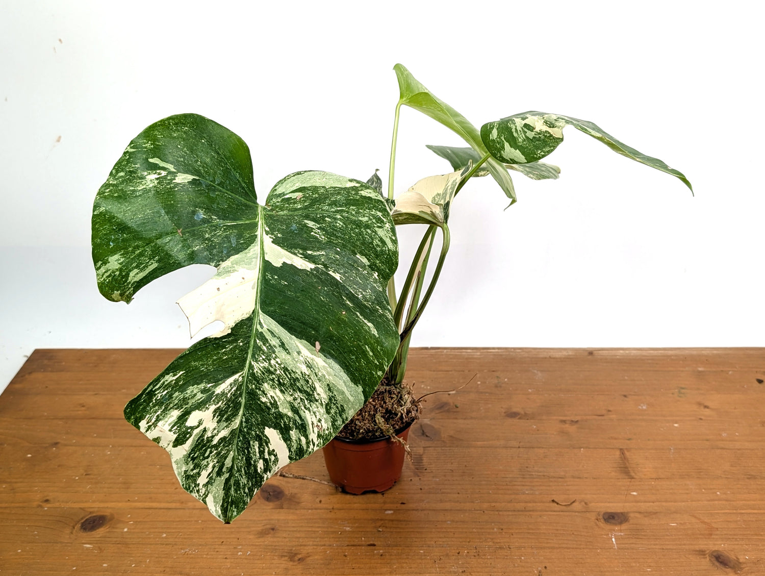 EXACT Monstera Albo Borsigniana - 4 Inch Pot 