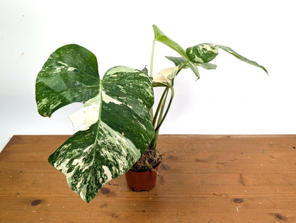 EXACT Monstera Albo Borsigniana - 4 Inch Pot 