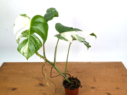 EXACT Monstera Albo Borsigniana - 4 Inch Pot 