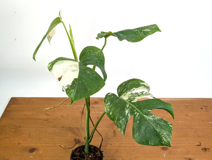 EXACT Monstera Albo Borsigniana - 4 Inch Pot 