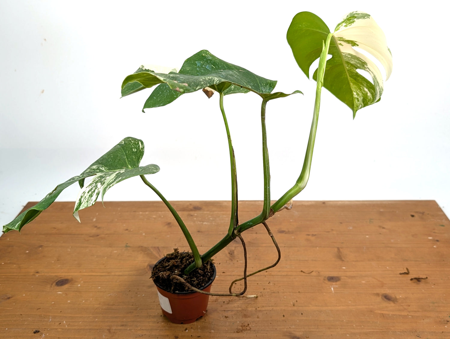 EXACT Monstera Albo Borsigniana - 4 Inch Pot 