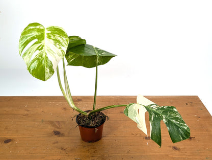 EXACT Monstera Albo Borsigniana - 4 Inch Pot 