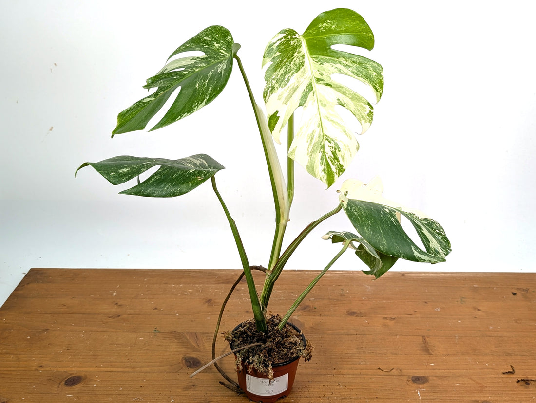 EXACT Monstera Albo Borsigniana - 4 Inch Pot 