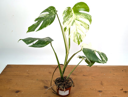 EXACT Monstera Albo Borsigniana - 4 Inch Pot 