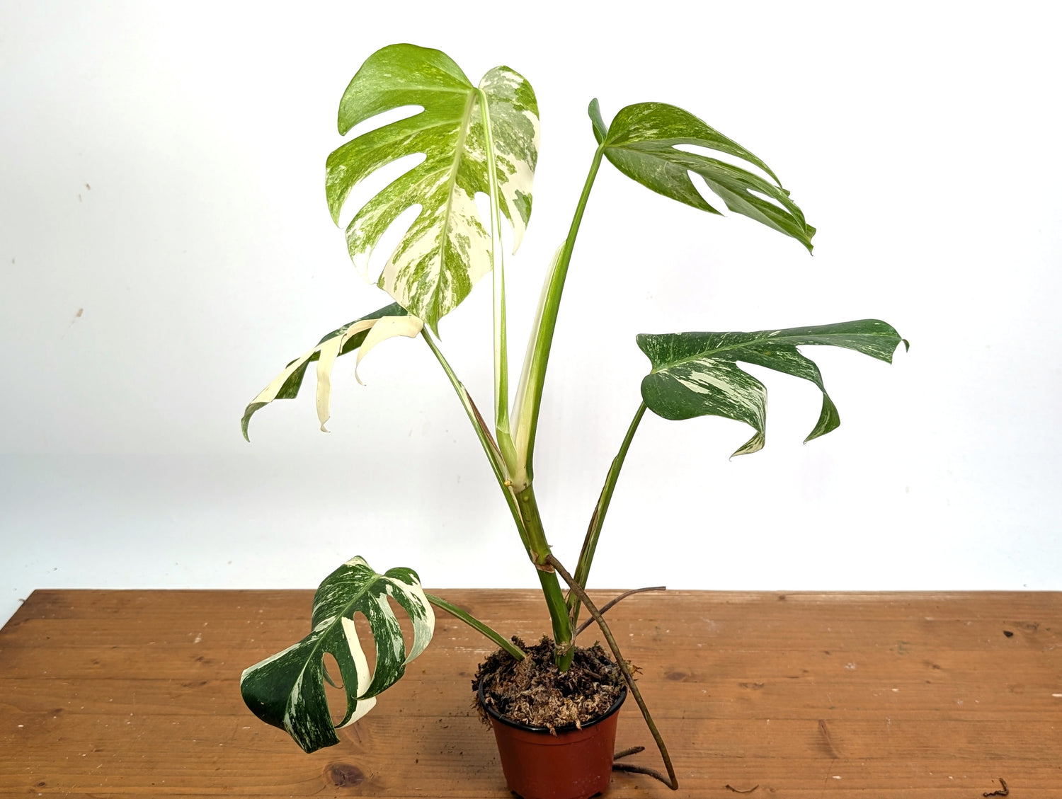 EXACT Monstera Albo Borsigniana - 4 Inch Pot 