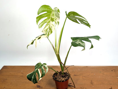 EXACT Monstera Albo Borsigniana - 4 Inch Pot 