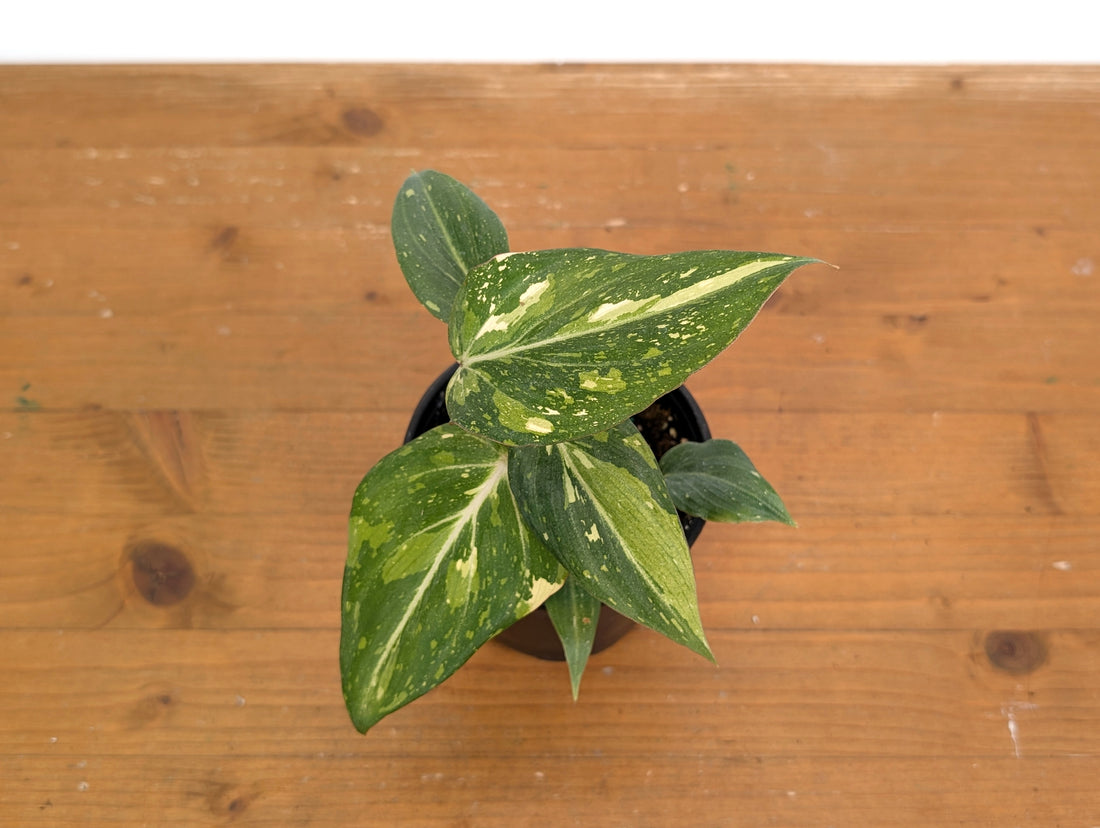 Philodendron Gloriosum Variegated - EXACT Plant 
