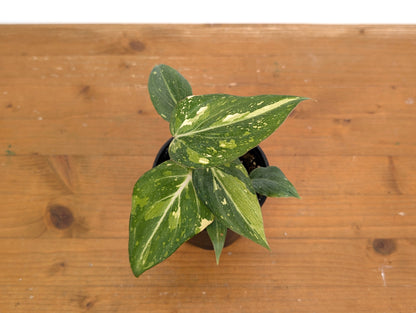 Philodendron Gloriosum Variegated - EXACT Plant 