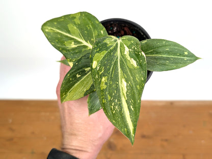 Philodendron Gloriosum Variegated - EXACT Plant 