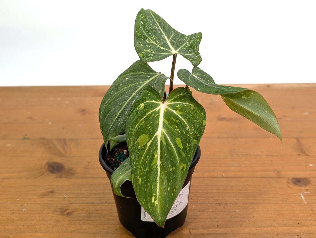 Philodendron Gloriosum Variegated - EXACT Plant 