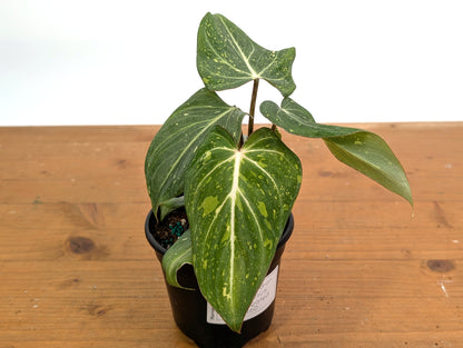 Philodendron Gloriosum Variegated - EXACT Plant 