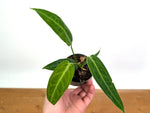 Anthurium Warocqueanum 'Queen'