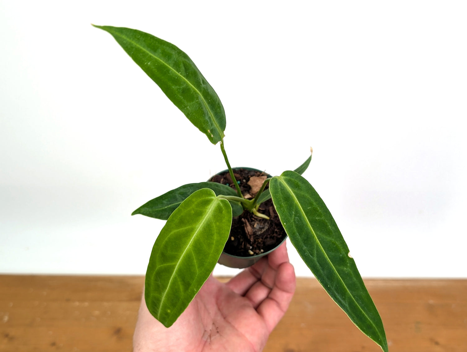 Anthurium Warocqueanum &