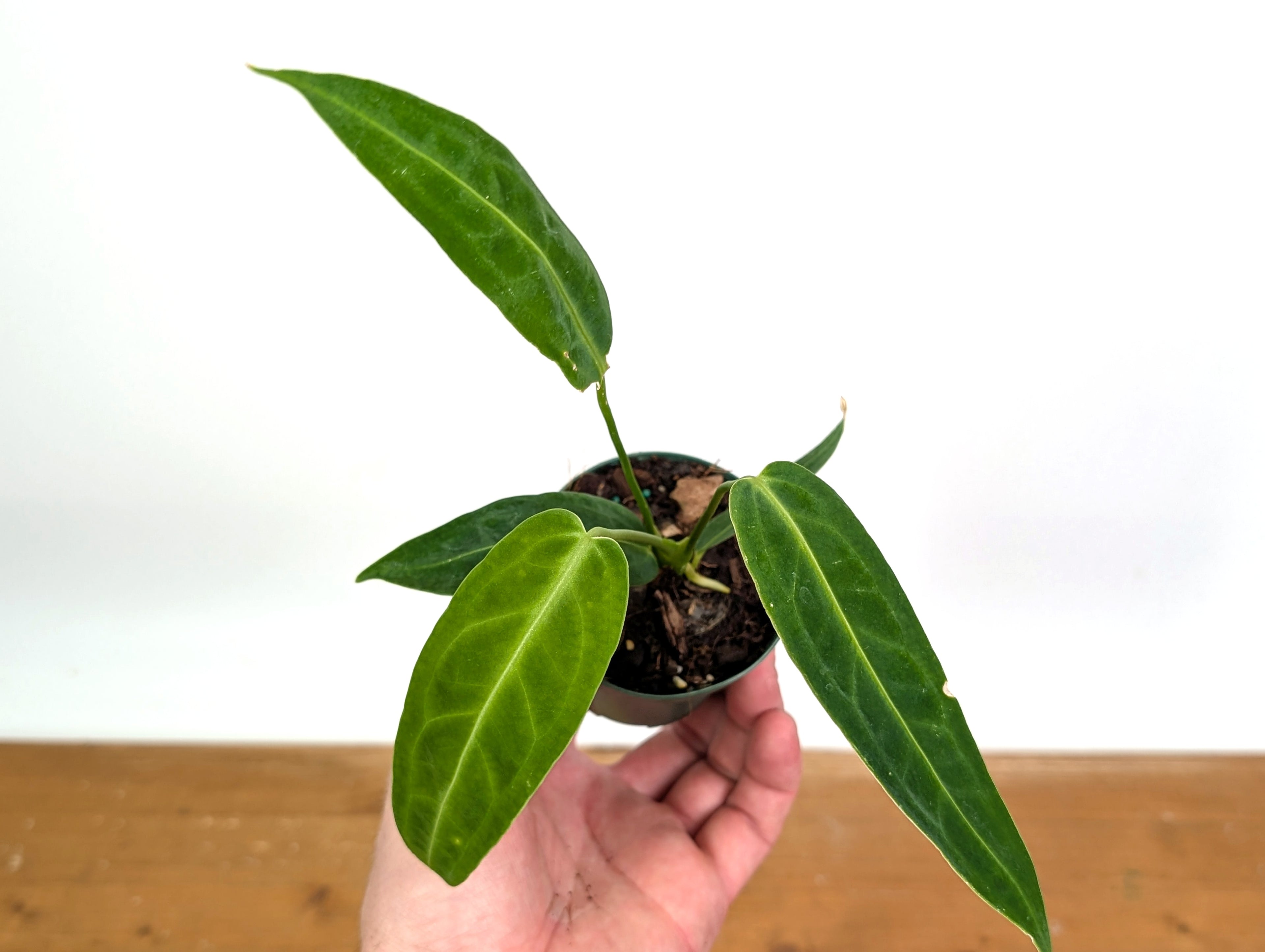 Anthurium Warocqueanum &