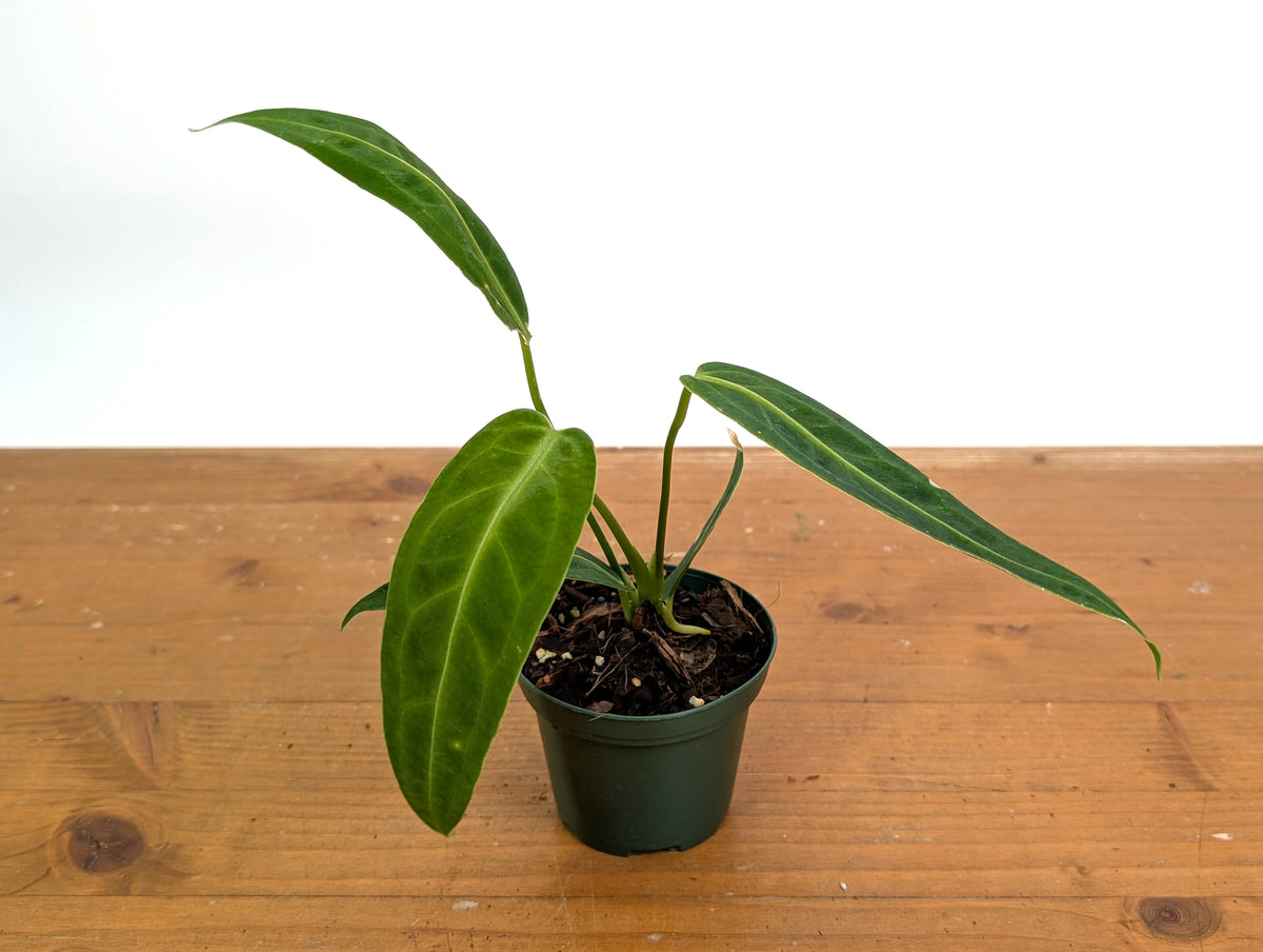 Anthurium Warocqueanum 'Queen'