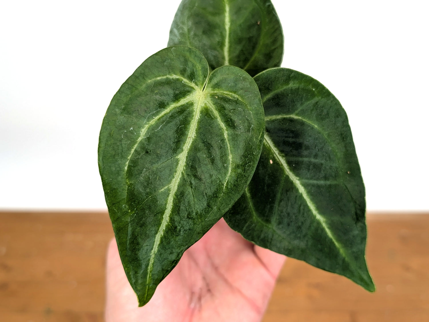 Anthurium Magnificum