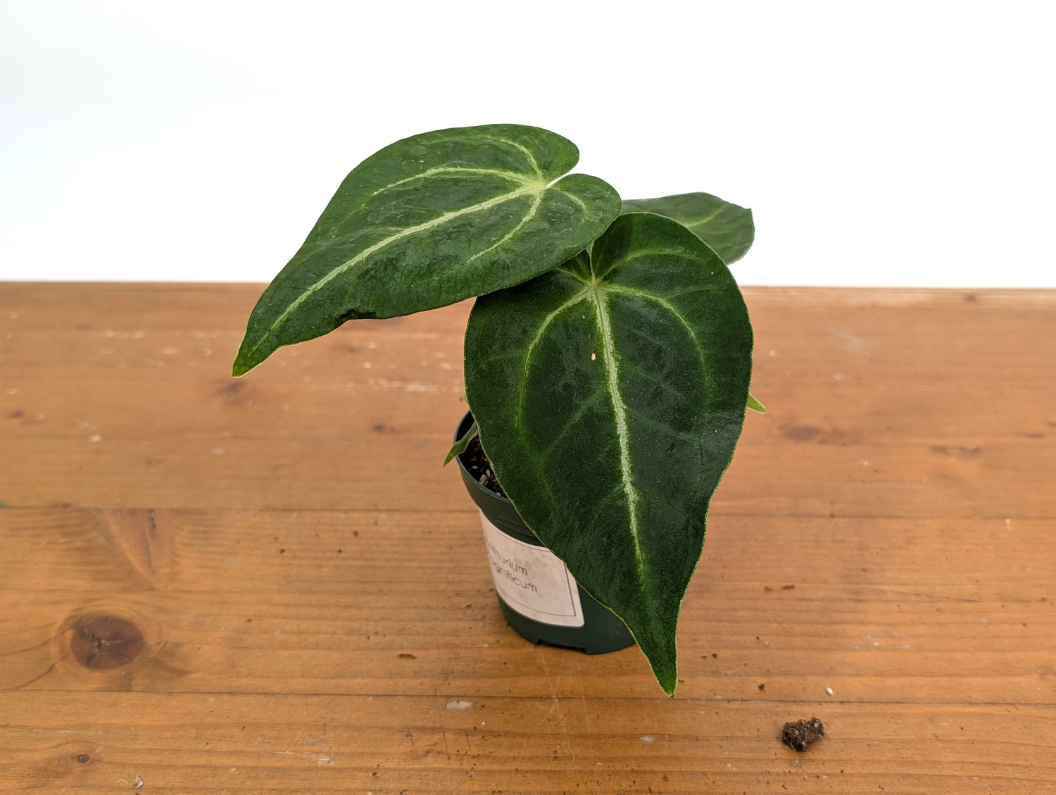 Anthurium Magnificum