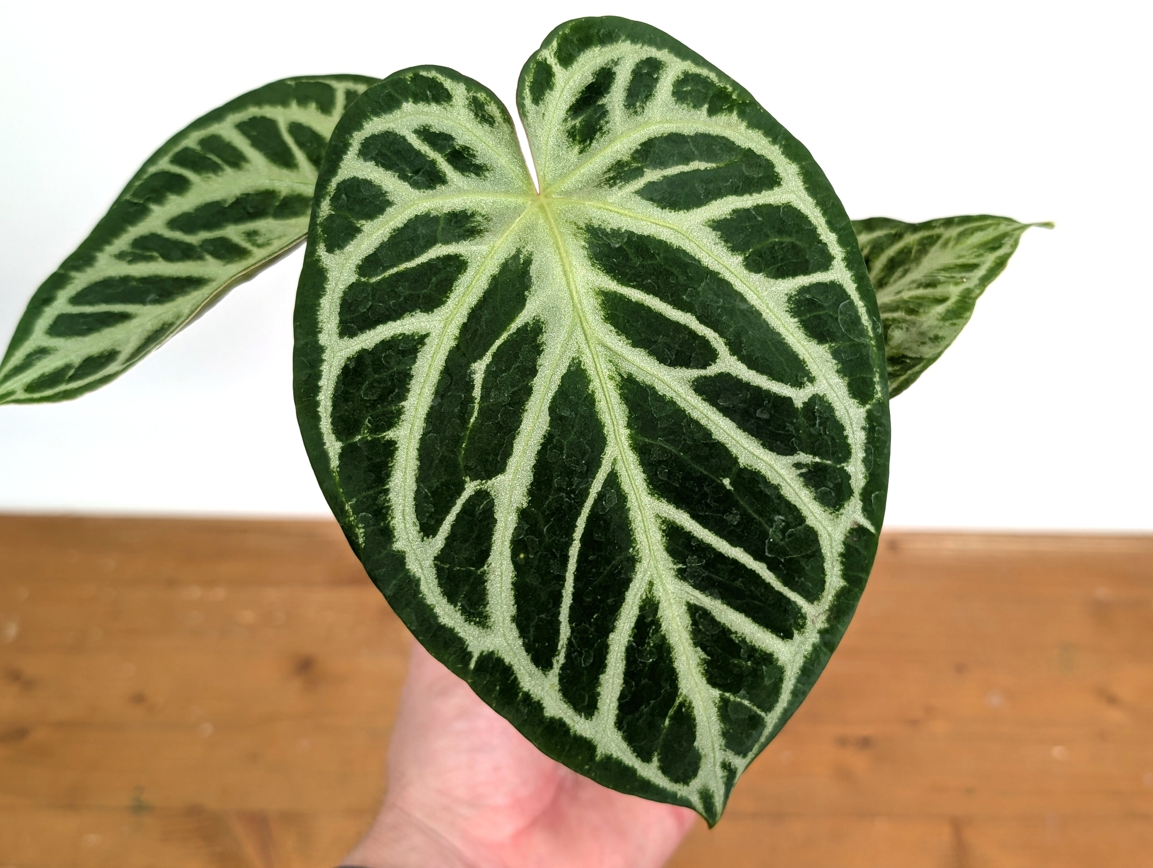 Anthurium Silver Blush