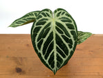 Anthurium Silver Blush
