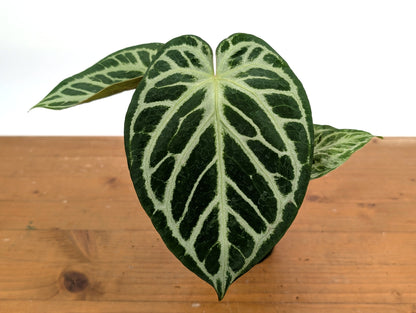 Anthurium Silver Blush