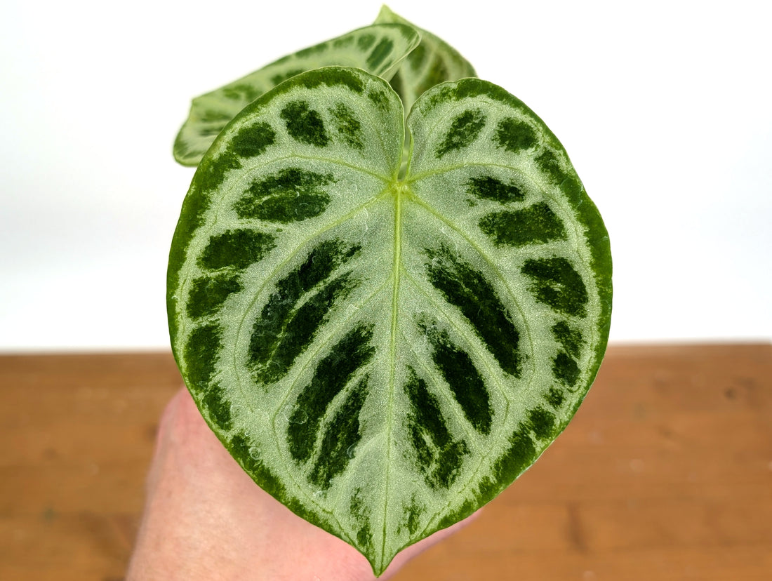 Anthurium Dorayaki Silver Blush