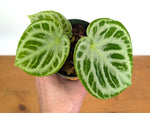 Anthurium Dorayaki Silver Blush