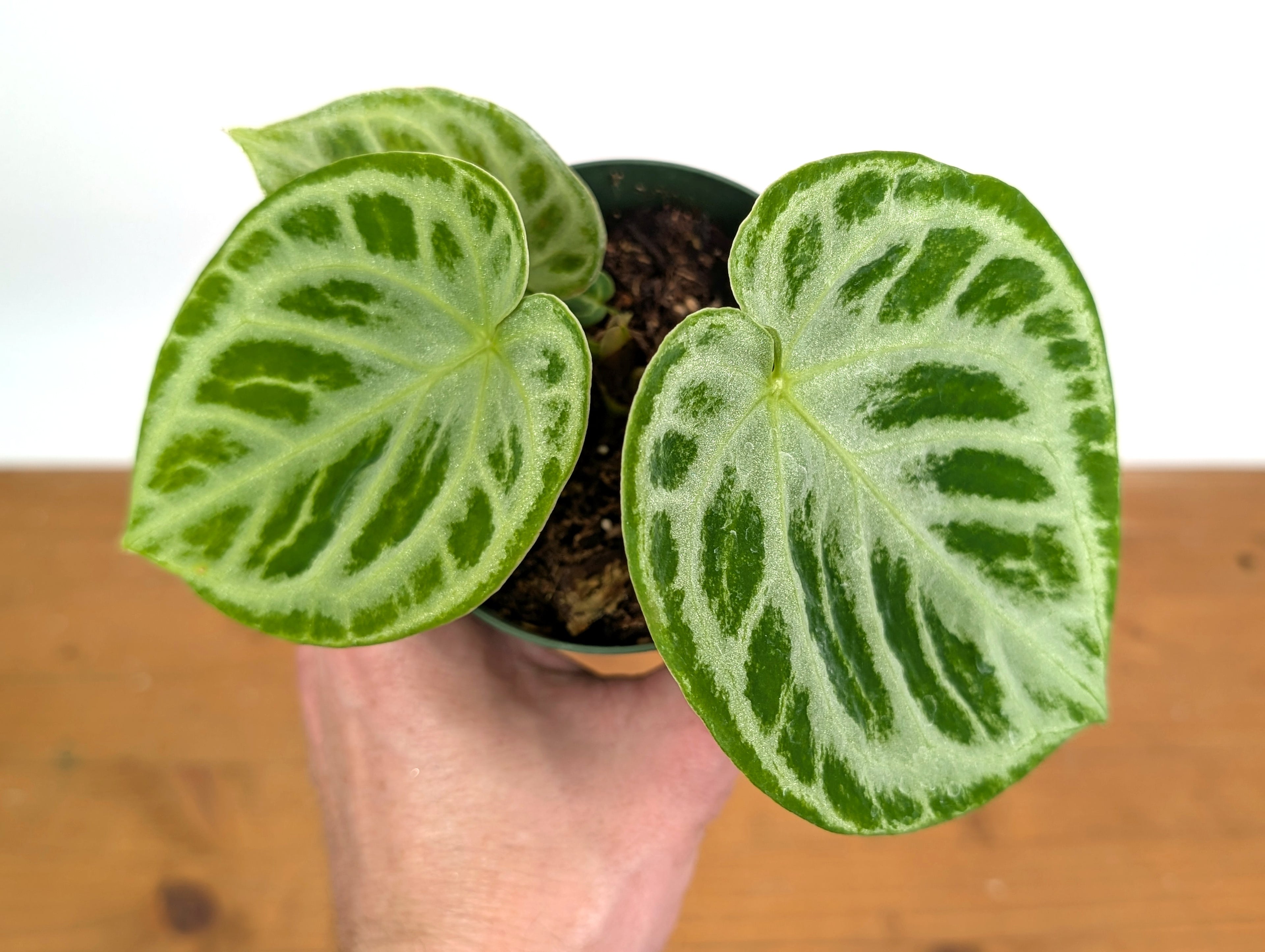 Anthurium Dorayaki Silver Blush