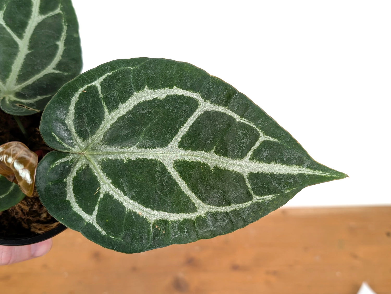 Anthurium Crystallinum x Silver Blush