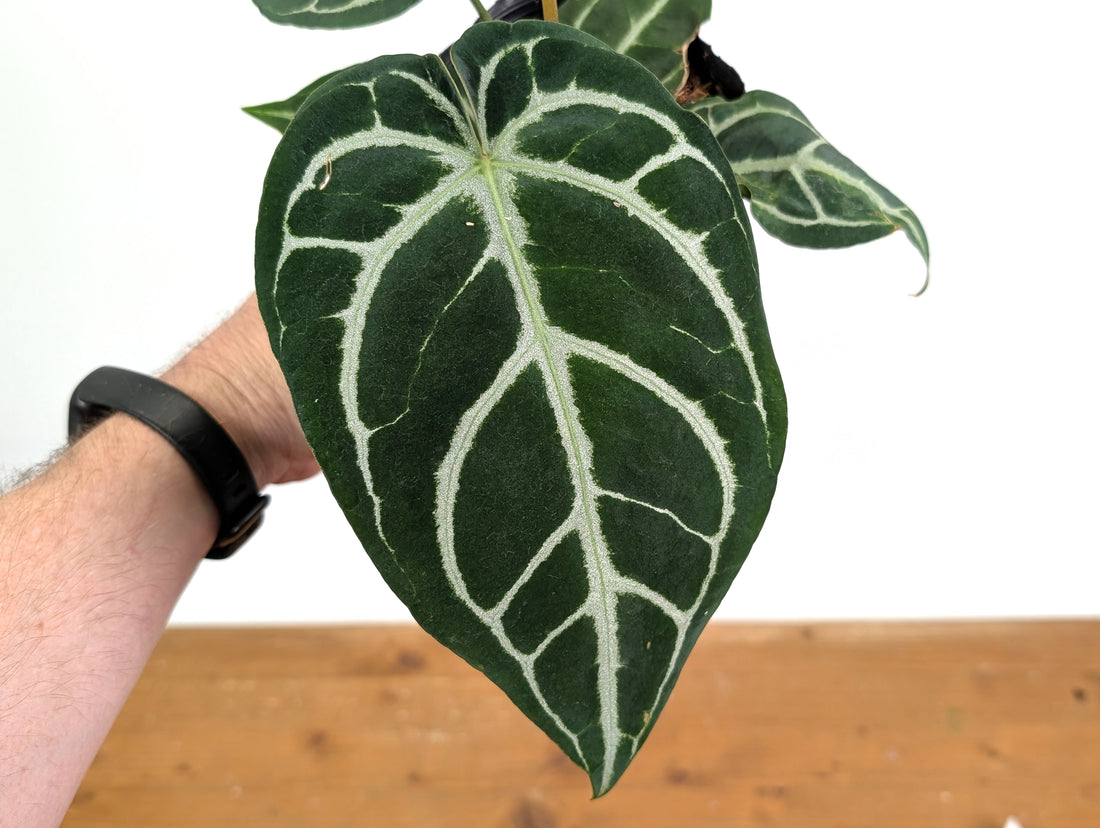 Anthurium Crystallinum x Silver Blush