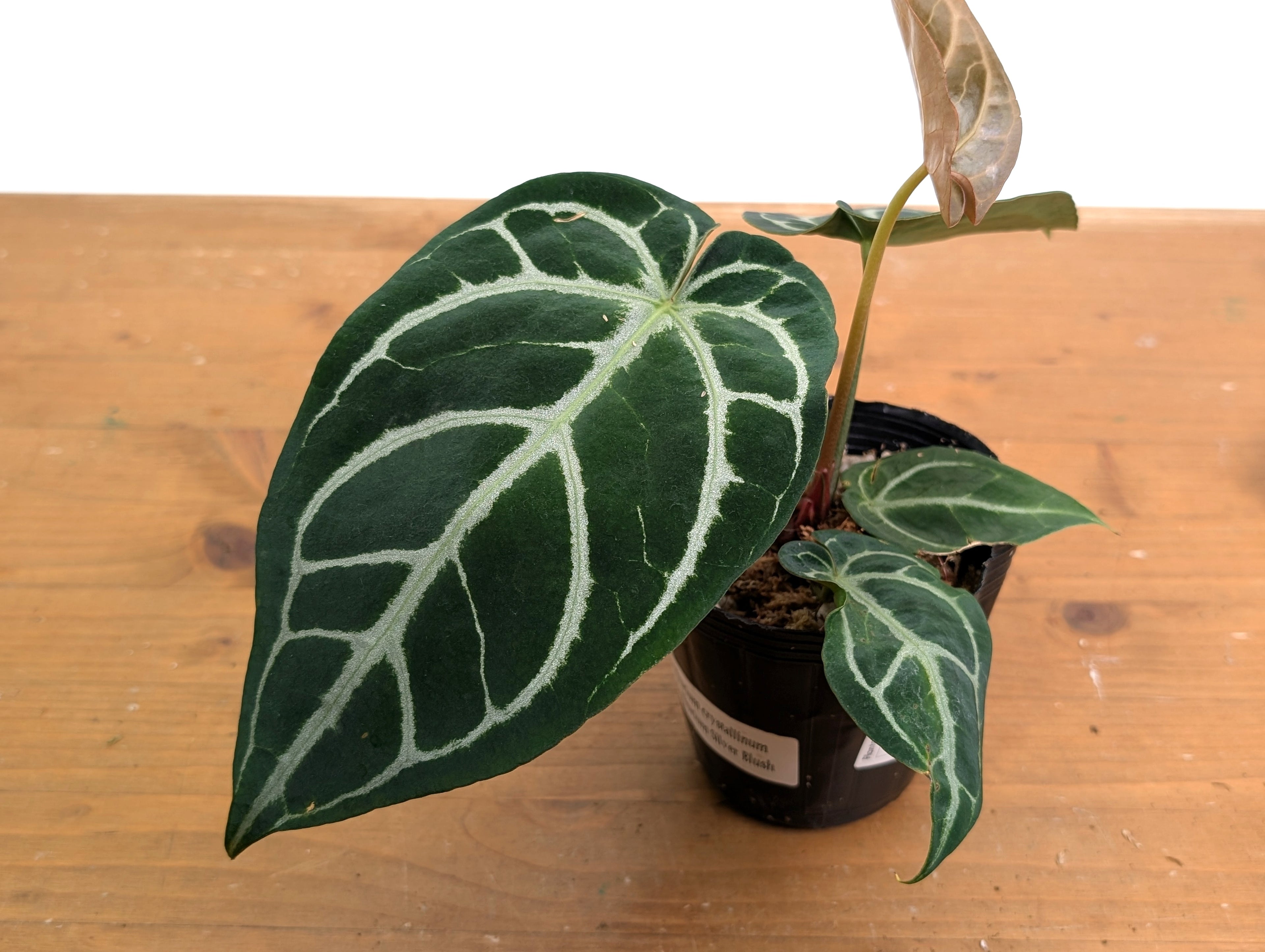 Anthurium Crystallinum x Silver Blush