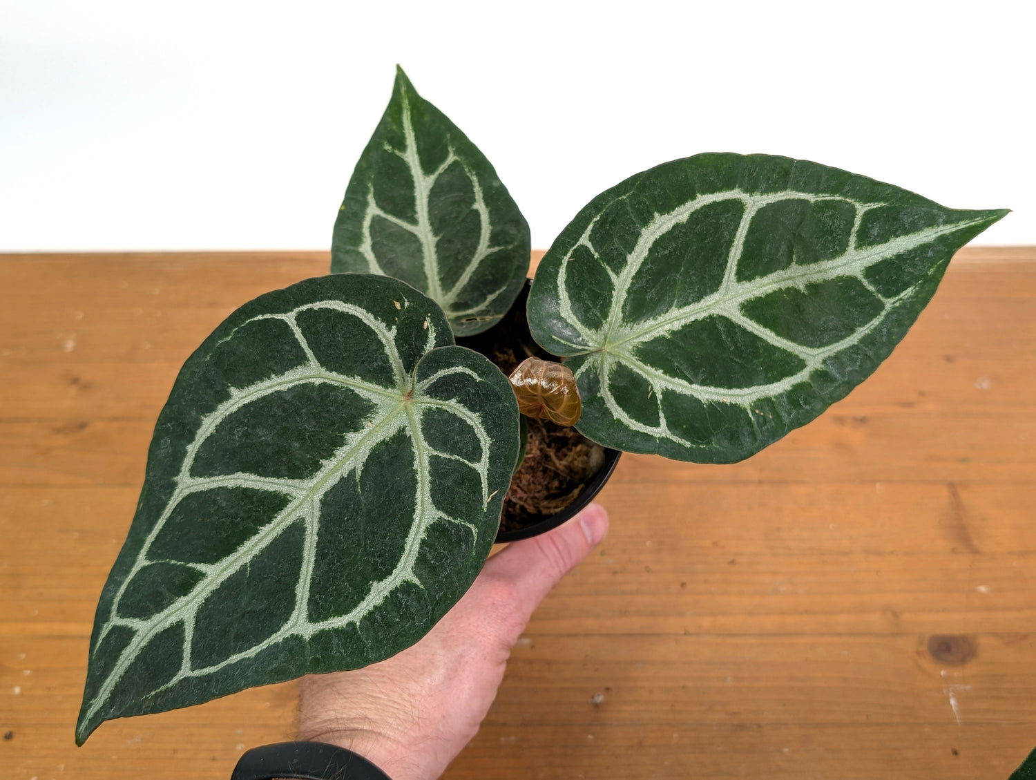 Anthurium Crystallinum x Silver Blush