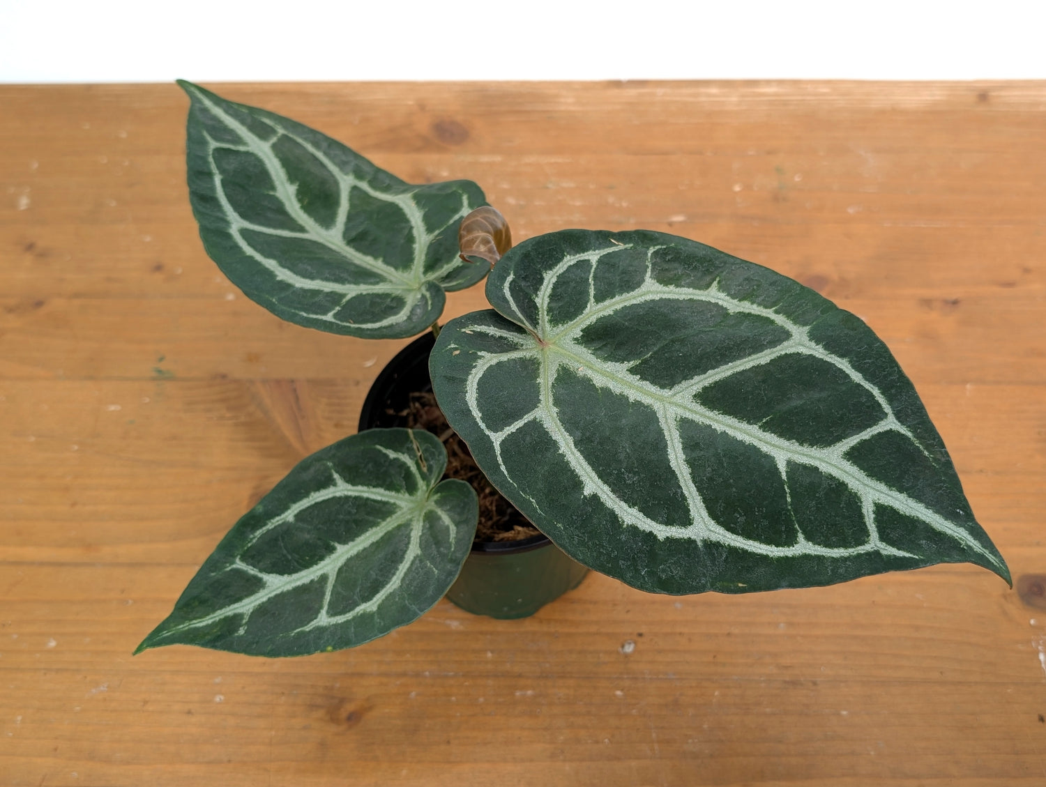 Anthurium Crystallinum x Silver Blush