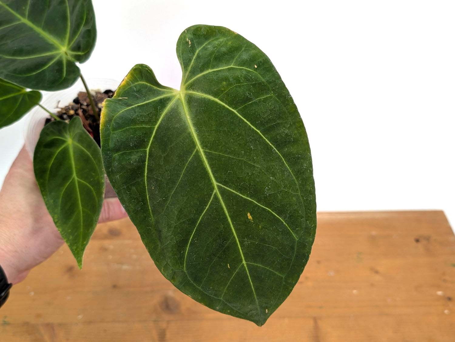 Anthurium Silver Blush x Papillilamimum