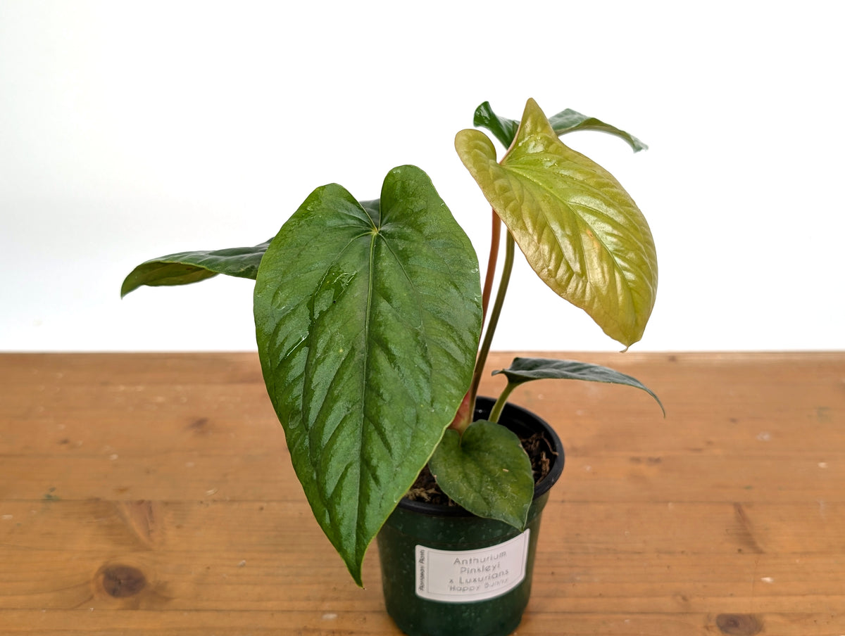 Anthurium 'Happy Bunny' (Pinkleyi x Luxurians)