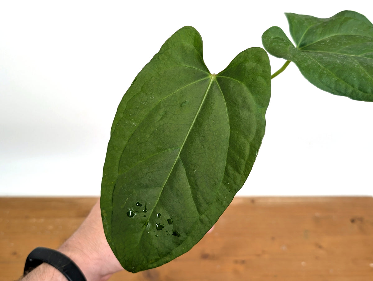 Anthurium 'Rabbit Ears' (Crystallinum x Pinkleyi)