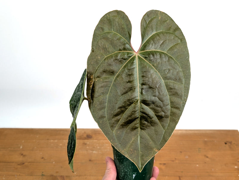 Anthurium Amazon Diamond - (Besseae aff. x Luxurians)