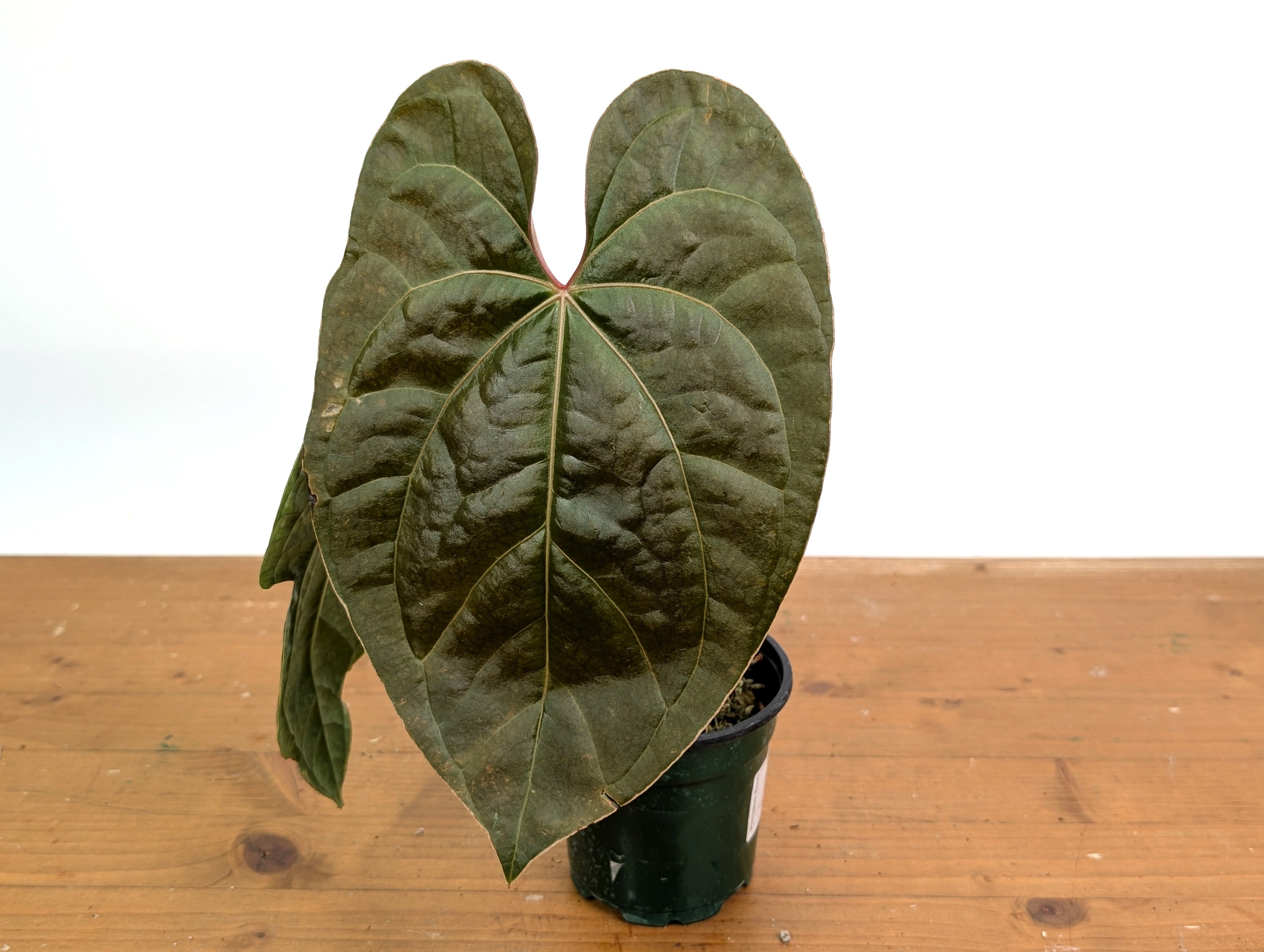 Anthurium Amazon Diamond – Plantamani Plants
