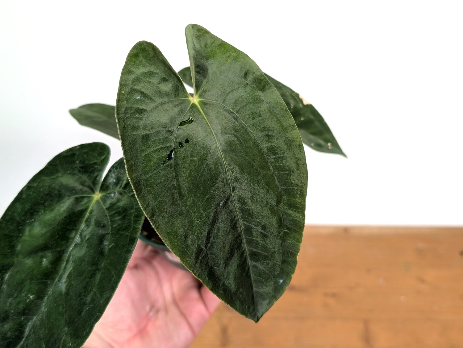 Anthurium Papillilaminum